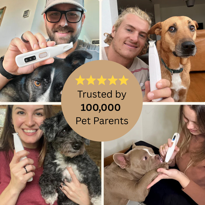 Pawcrest™ Pet Hair Trimmer Kit